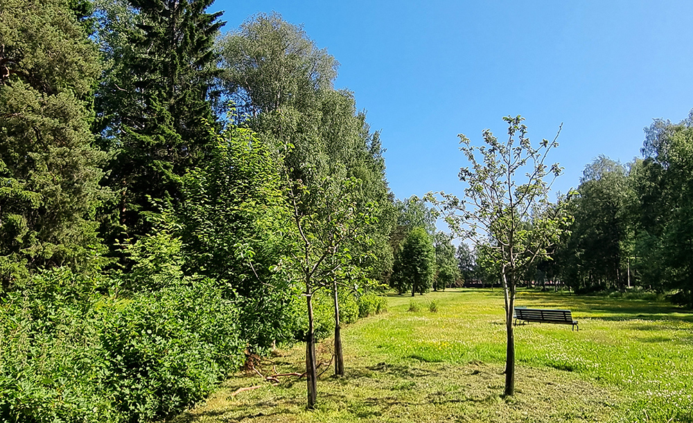 Mitt i parken finns frukträd och vinbärsbuskar