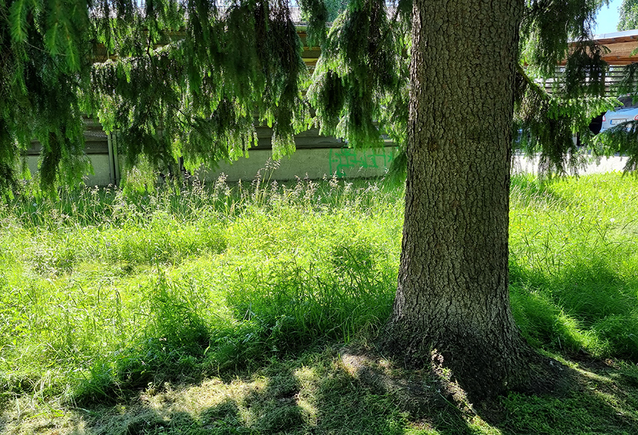 Vackert ljusspel under de stora granarna