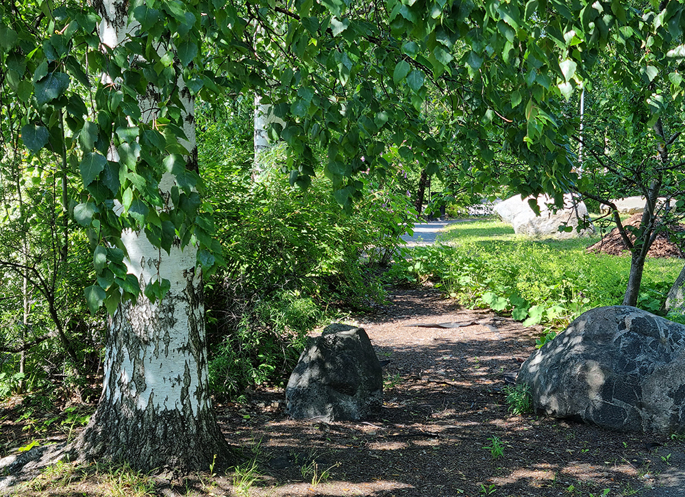 En gångstig med lummig omgivning