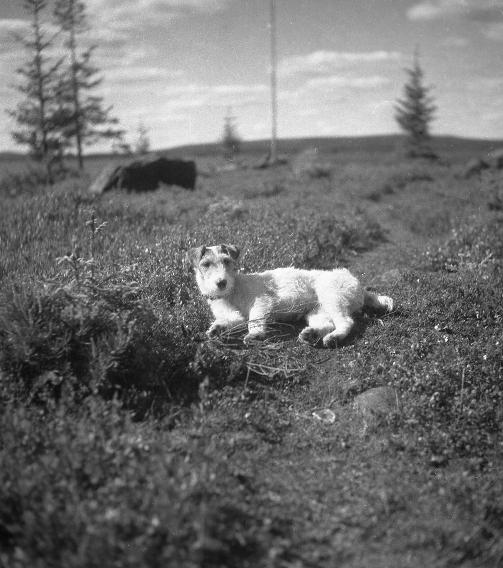 Hund liggande på marken.