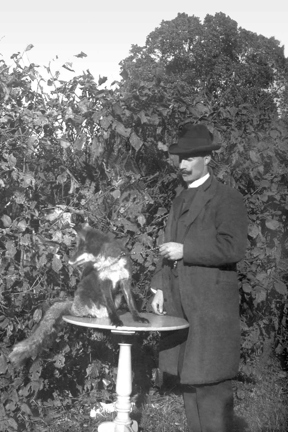 Man med hatt och mustasch håller räv i koppel, räven sitter på ett runt litet bord.