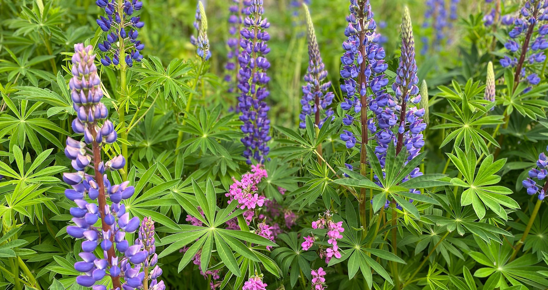 Bilden visar Tjärblomster som kvävs av Blomsterlupin