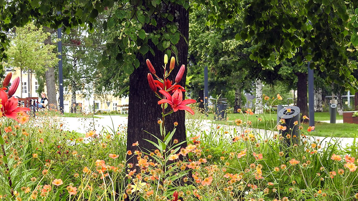 Bild på blommor med tallstam i bakgrunden