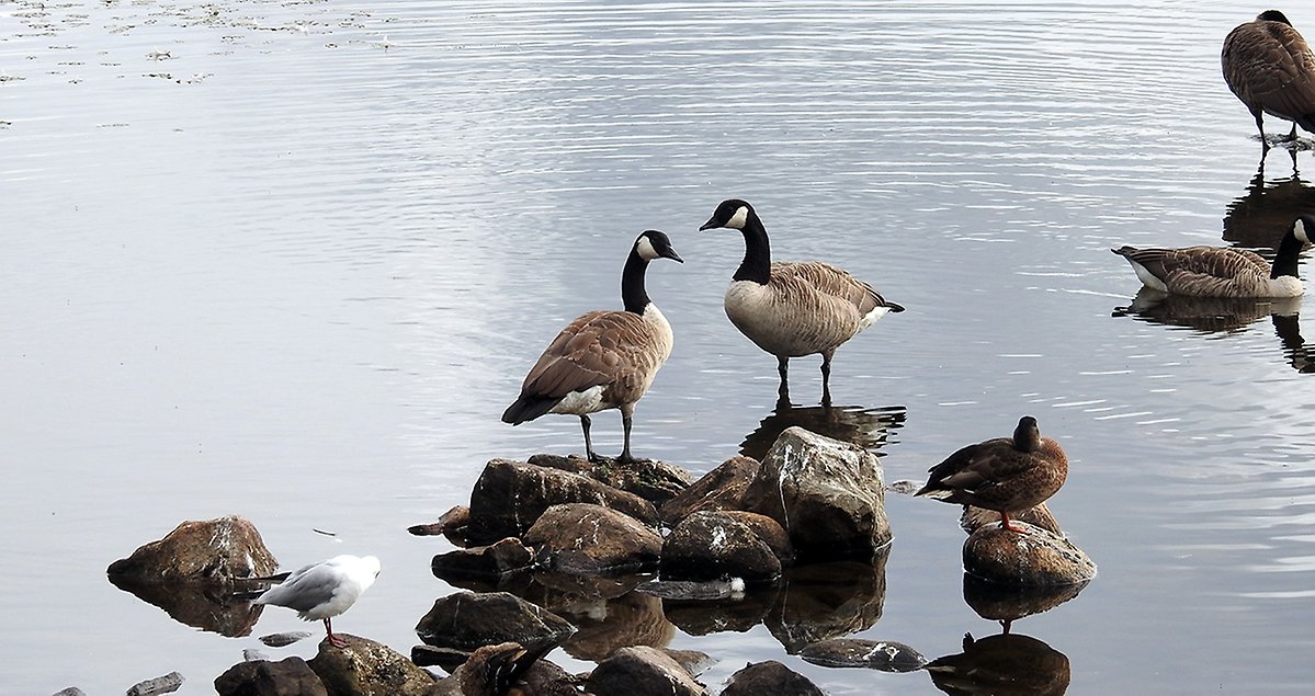 Stora gäss i strandkanten vilar på några stenar