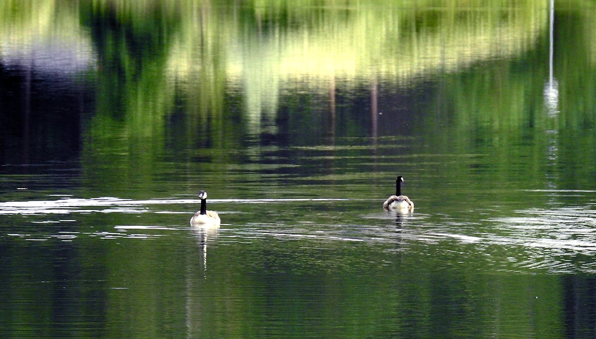 Gäss som simmar på Skurholmsfjärdens stilla vatten